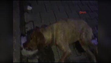 Bartın'da 16 köpeğin zehirlenerek telef edildiği iddiası