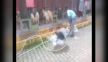Bursa İnegöl hayvan barınağında tepki çeken görüntüye suç duyurusu