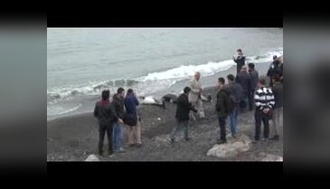Zonguldak'ta 3 adet yunus balığı, sahile vurdu