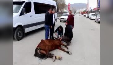 Sahibinin yol ortasında terk edip gittiği ata esnaf müdahalesi