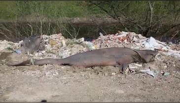 Bursa'da dere kenarında köpek balığı hayretler içerisinde bıraktı!