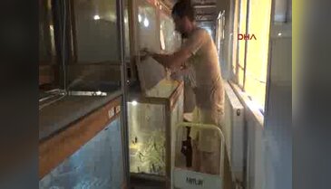 Hamam böcekleri gelir kapıları oldu