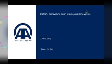 Bursa'da karayoluna çıkan at adeta araçlarla yarıştı