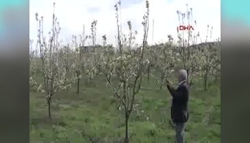 Kırağı, İnegöllü meyvecileri vurdu