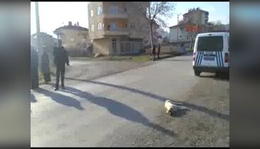 Vurulup çöpe atılan köpekle ilgili inceleme başlatıldı