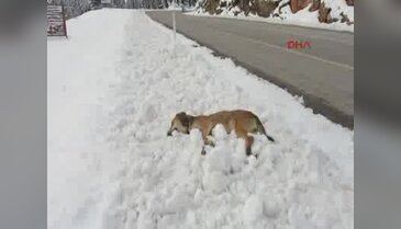 Yol kenarına bırakılan köpekler açlıktan ve soğuktan ölüyor