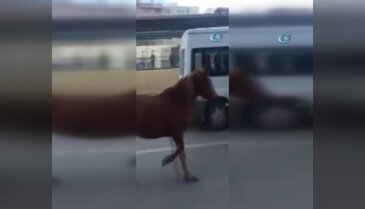 Bursa'da yola çıkan at vatandaşları şaşırttı!
