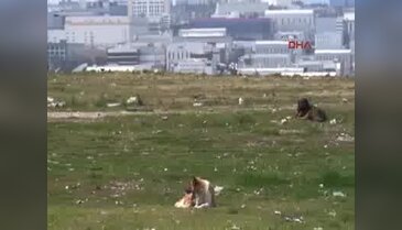 Gebze'de köpekler zehirlendi