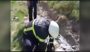 Zifte yapışan yavru köpeği itfaiye ekipleri kurtardı