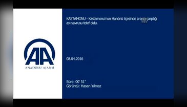 Aracın çarptığı ayı yavrusu telef oldu