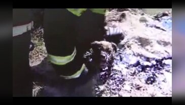 Yavru köpeği kurtarmak için seferber oldular