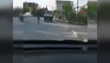 Eşeğin kamyonetle çekilmesine tepki