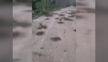 Rize'de ilginç protesto eylemi: Çukurlarla dolu yola fidan diktiler