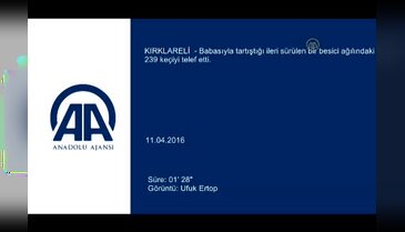 Babası ile tartıştı 239 keçiyi telef etti
