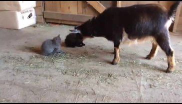 İlk defa kedi gören keçi