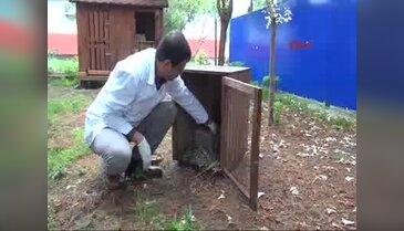 Herkesin yılan sandığı oluklu kertenkele!