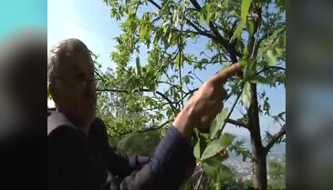 Bursa Uludağ'da katil arı tehdidi!