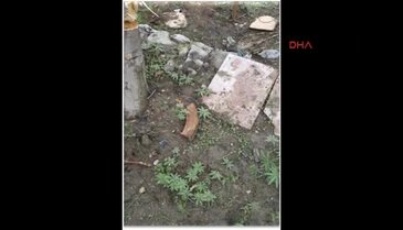 Şırnak'ta PKK'lıların kullandıkları bir evin bahçesine hint keneviri ekmiş