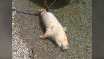 Bodrum'da ölü Akdeniz Foku bulundu