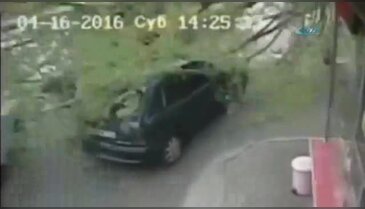 Dev ağaç üzerine devrildi