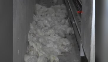 Elektrik gitti, 50 bin tavuktan 40 bini telef oldu