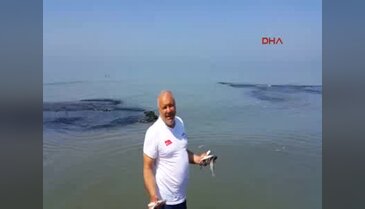 Mersin'de sahile ölü balıklar vurdu
