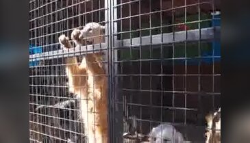 Sezon öncesi hayvanseverlerden uyarı: Bakamayacağınız köpek almayın