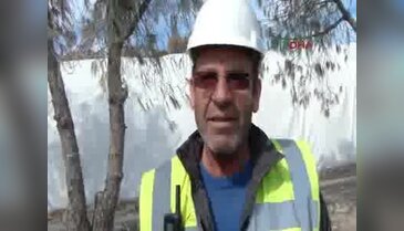 Bodrum'da taşındığı yerde kuruyunca yeşile boyanan o ağaçlar söküldü