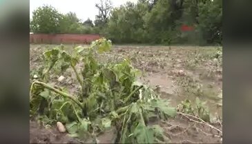 Edirne'de tarım arazileri sular altında kaldı