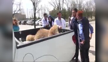 Yiyecek arayan 230 kiloluk boz ayı bir taşıtın çarpması sonucu telef oldu