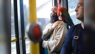 Allah diyen papağan