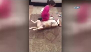 Sevimli köpek minik çocuğun ameliyat masasında