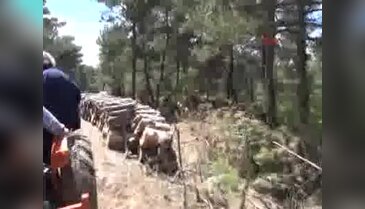 Yüz yaşından büyük çam ağaçlarının termik santral için kesilmesi isyan ettirdi