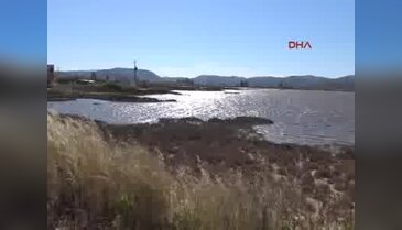 Flamingolar Bodrum'u sevdi