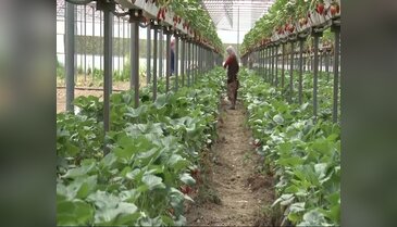 Bursa'da topraksız yetişen çilekler ilgi çekiyor