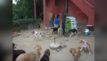 Danimarkalı dansçıdan sokak köpeklerine mama yardımı