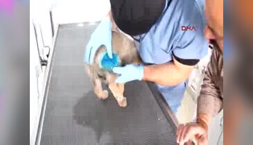 Yaraladığı sokak köpeğinin ayağına platin taktırıp sahiplendi