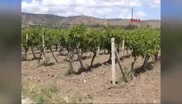 Manisa bağlarındaki don bilançosu çok ağır