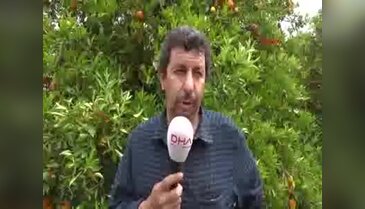 Dünyaca ünlü Finike Portakalı dalında kaldı