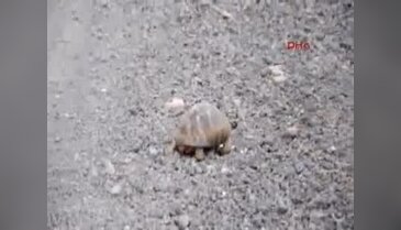 Taksici yoldaki kaplumbağaya yardım etti