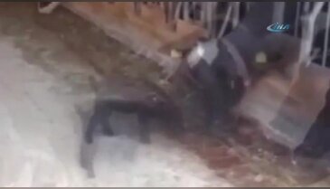 Oğlak ineğe böyle kafa tuttu