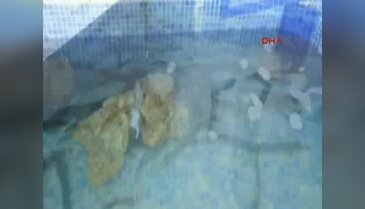Hollandalı 40 yıllık gurbetçiden yumurta çiftliği