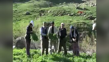 2 bin 300 rakımda pancar ve peynir otu topladılar