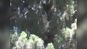 Reyhanlı'da kedi kurtarma operasyonu