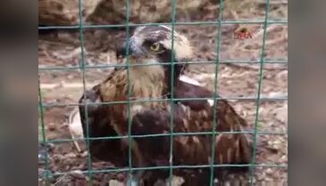Finlandiya'da halkalanan balık kartalını Burdur'da vurdular