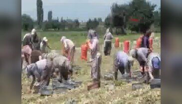 Patates üreticisinden fiyatlara müdahale talebi