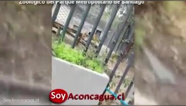 Kendini aslanlara yem etti