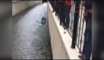 Bursa Gemlik'te dereye düşen kedi böyle kurtarıldı
