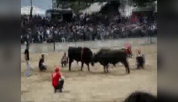 Boğası arenada, kadın sahibi ise tribünde terledi