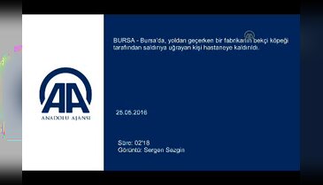 Bursa'da bekçi köpeğinin saldırdığı kişi yaralandı